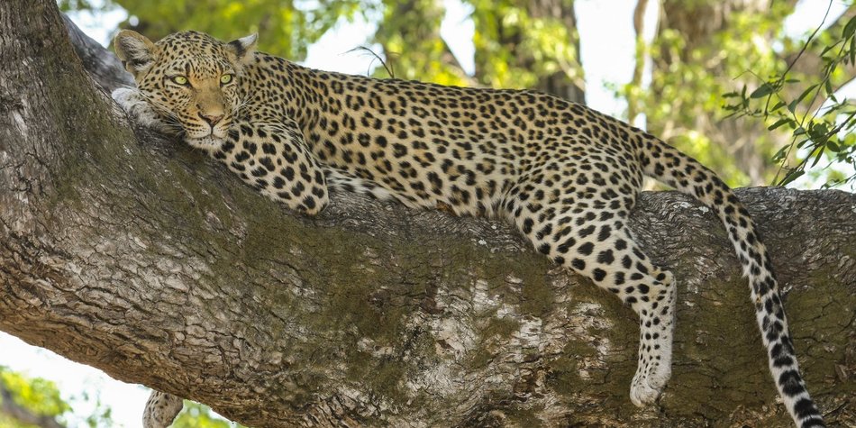 Wo leben Leoparden? Die Heimat der gemusterten Großkatzen Wo leben Leoparden? Die Heimat der gemusterten Großkatzen