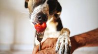 Dürfen Hunde Erdbeeren essen? Darauf solltest du Acht geben
