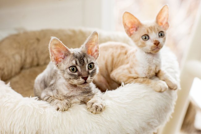 Große Ohren sind typisch für die Cornish Rex. Große Ohren sind typisch für die Cornish Rex.