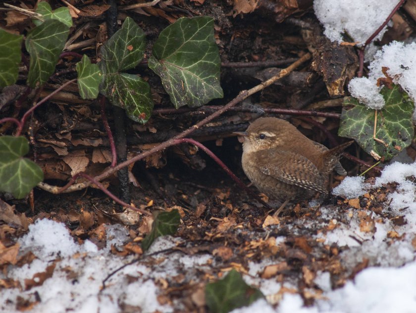 Der Zaunkönig hält sich gerne in Bodennähe auf.