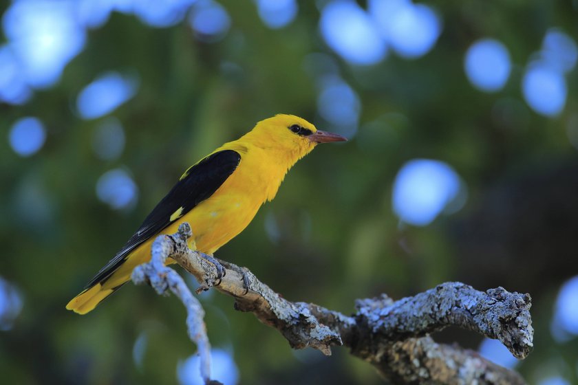 Pirol Oriolus oriolus Männchen, Andalusien, Spanien, Europa Eurasian Golden Oriole Oriolus oriolus male perched on lichen branch, Andalusia, Spain, Europe Copyright: imageBROKER/AndresxMiguelxDoming iblcrr13562254.jpg Bitte beachten Sie die gesetzlichen Bestimmungen des deutschen Urheberrechtes hinsichtlich der Namensnennung des Fotografen im direkten Umfeld der Veröffentlichung Pirol Oriolus oriolus Männchen, Andalusien, Spanien, Europa Eurasian Golden Oriole Oriolus oriolus male perched on lichen branch, Andalusia, Spain, Europe Copyright: imageBROKER/AndresxMiguelxDoming iblcrr13562254.jpg Bitte beachten Sie die gesetzlichen Bestimmungen des deutschen Urheberrechtes hinsichtlich der Namensnennung des Fotografen im direkten Umfeld der Veröffentlichung