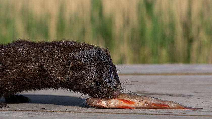 Ein Nerz erbeutet eine Rotfeder von einem Angler. Ein Nerz erbeutet eine Rotfeder von einem Angler.