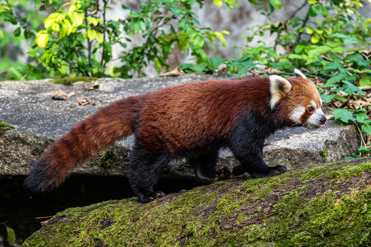 Roter Panda, Kleiner Panda Roter Panda, Kleiner Panda