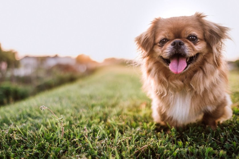 Pekinese im Gras Pekinese im Gras