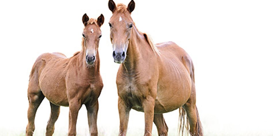 Chinesisches Sternzeichen Pferd Chinesisches Sternzeichen Pferd