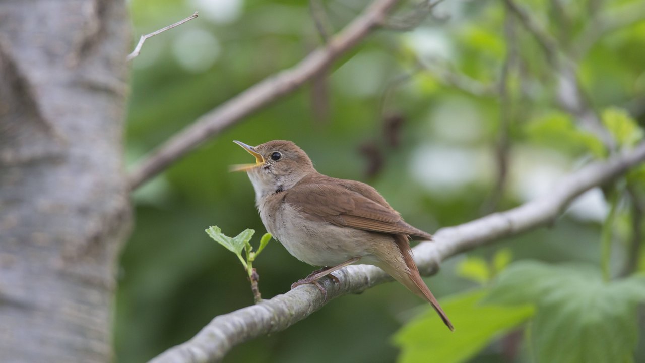 Die Nachtigall gehört zu den bekanntesten Vögeln, die in der Nacht singen. Die Nachtigall gehört zu den bekanntesten Vögeln, die in der Nacht singen.