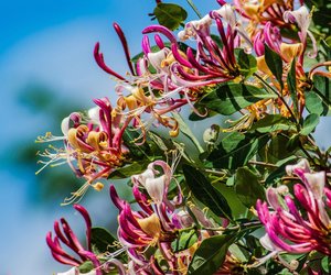 Ist das Geißblatt giftig für Mensch und Tier? Das solltest du wissen