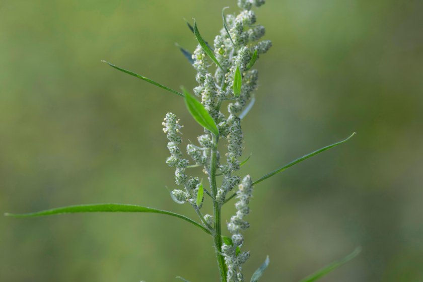 Blüte weißer Gänsefuß Blüte weißer Gänsefuß