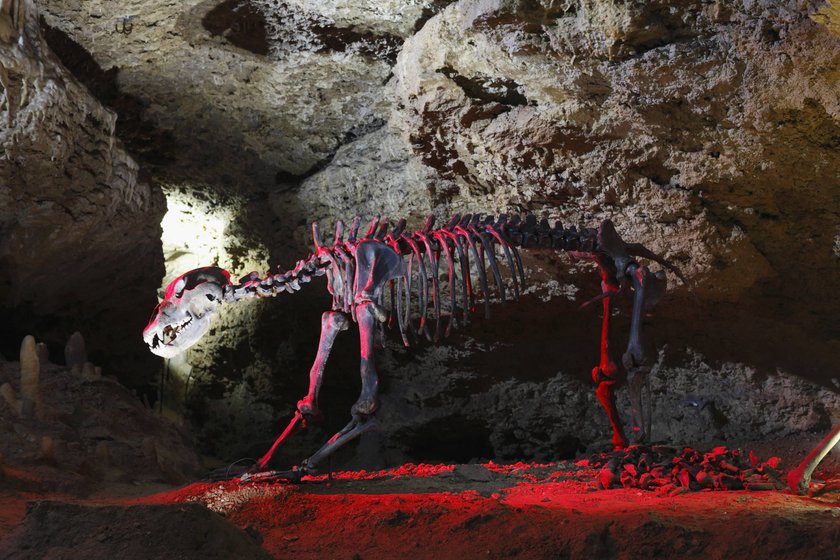 Originalskelett Höhlenbär (Ursus spelaeus), Teufelshöhle Pottenstein