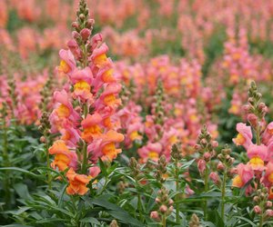 Sind Löwenmäulchen giftig? Damit hättest du nicht gerechnet