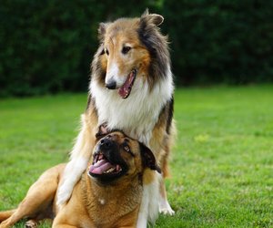 Die verspieltesten Hunderassen: Diese 8 Hunde lieben Spiele und Action