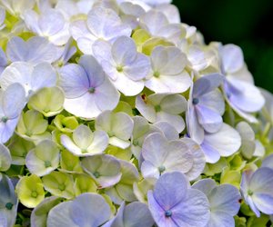 Liebhaber aufgepasst: Sind Hortensien giftig?