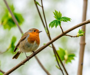 Brutzeit von Rotkehlchen: Wann und wo baut die Vogelart ihre Nester?