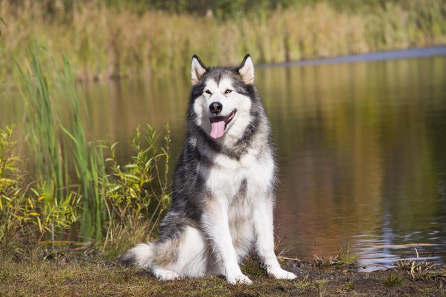 Alaskan Malamute Alaskan Malamute
