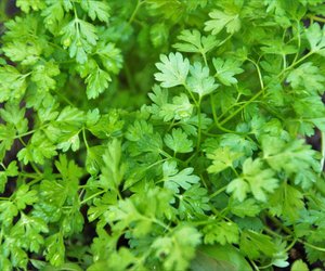 Kerbel: Welche Alternative kann ich in der Küche verwenden?