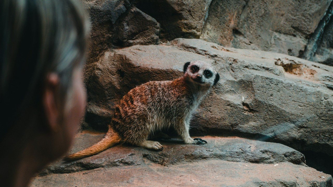 Erdmännchen und Menschen – können sie wahre Freunde werden? Erdmännchen und Menschen – können sie wahre Freunde werden?