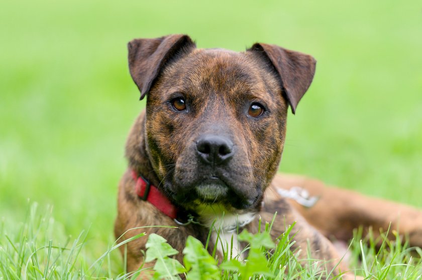 Staffordshire bull terrier