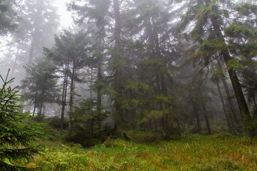 Ein Wald, der im Nebel im liegt und der magisch und etwas mystisch aussieht Ein Wald, der im Nebel im liegt und der magisch und etwas mystisch aussieht