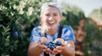 Blaubeeren & Schwangerschaft: Sind sie in dieser Zeit gesund?