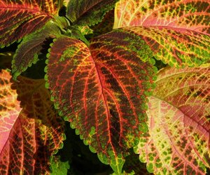 Ist die Buntnessel giftig oder einfach schön?