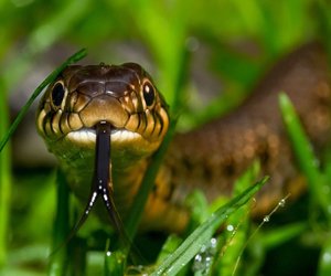 Gefahr aus dem Dickicht: Wie giftig ist die Kreuzotter?