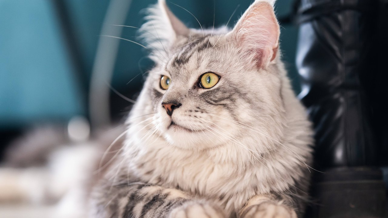 Katzen sind beliebte Haustiere.