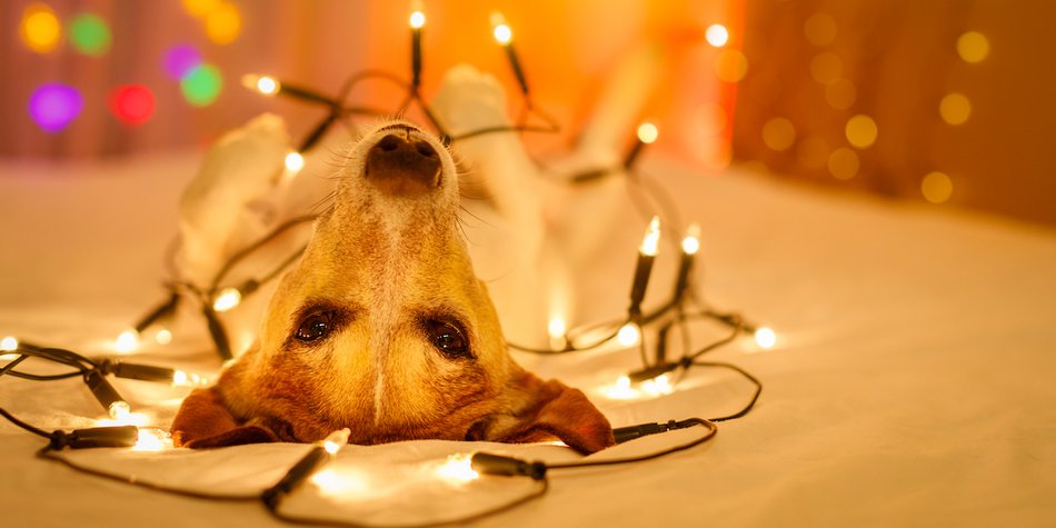 Silvesterdeko: Soll es glitzern oder natürlich sein? Silvesterdeko: Soll es glitzern oder natürlich sein?