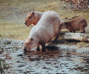 Capybara als Haustier halten? Das gibt es zu beachten