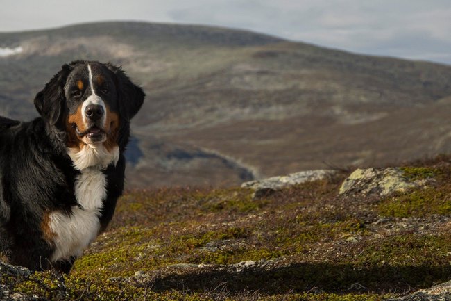 Schweizer Sennenhund Schweizer Sennenhund