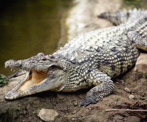 Was fressen Krokodile und wie jagen sie ihre Beute?