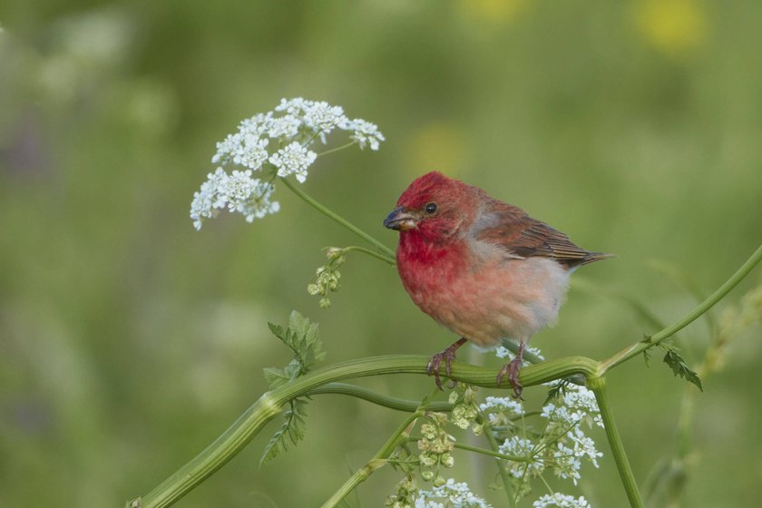 Karmingimpel Carpodacus erythrinus Männchen, Armenien, Asien Common Rosefinch Carpodacus erythrinus male, Armenia, Asia Copyright: imageBROKER/BIA iblcrr13524958.jpg Bitte beachten Sie die gesetzlichen Bestimmungen des deutschen Urheberrechtes hinsichtlich der Namensnennung des Fotografen im direkten Umfeld der Veröffentlichung Karmingimpel Carpodacus erythrinus Männchen, Armenien, Asien Common Rosefinch Carpodacus erythrinus male, Armenia, Asia Copyright: imageBROKER/BIA iblcrr13524958.jpg Bitte beachten Sie die gesetzlichen Bestimmungen des deutschen Urheberrechtes hinsichtlich der Namensnennung des Fotografen im direkten Umfeld der Veröffentlichung
