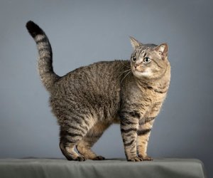 5 Geräusche im Haushalt, vor denen sich deine Katze fürchtet