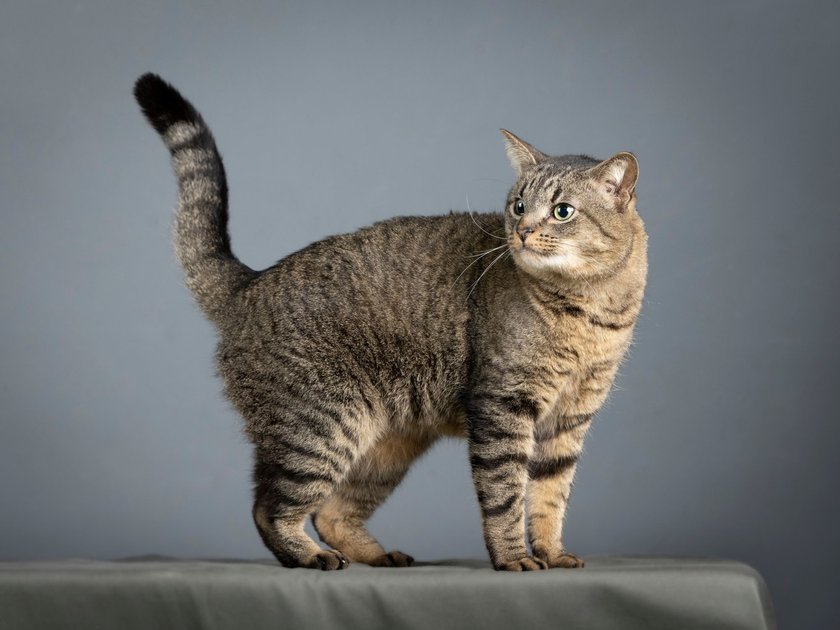 Graue Katze vor grauem Hintergrund Graue Katze vor grauem Hintergrund