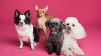 9 IKEA-Hacks für Hunde: Mit diesen coolen Ideen machst du deinem Vierbeiner eine Freude