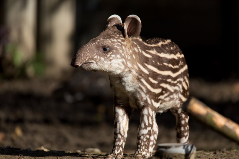 Tapir Baby Niedliche Tiere