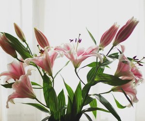 Wann blühen eigentlich Lilien?