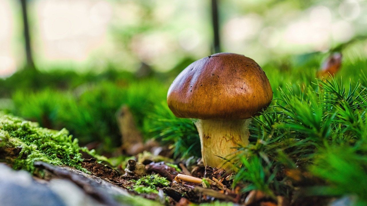 Butterpilz im Wald gefunden