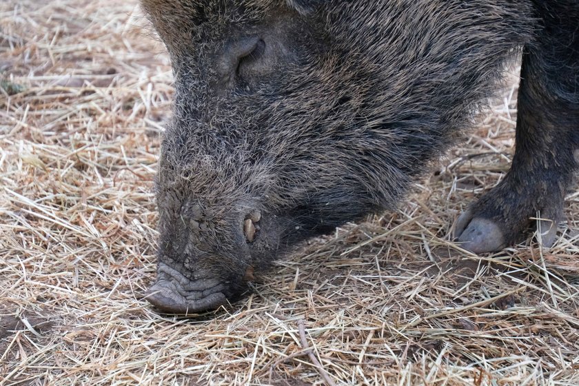 Wildschwein mit Nase am Boden Wildschwein mit Nase am Boden