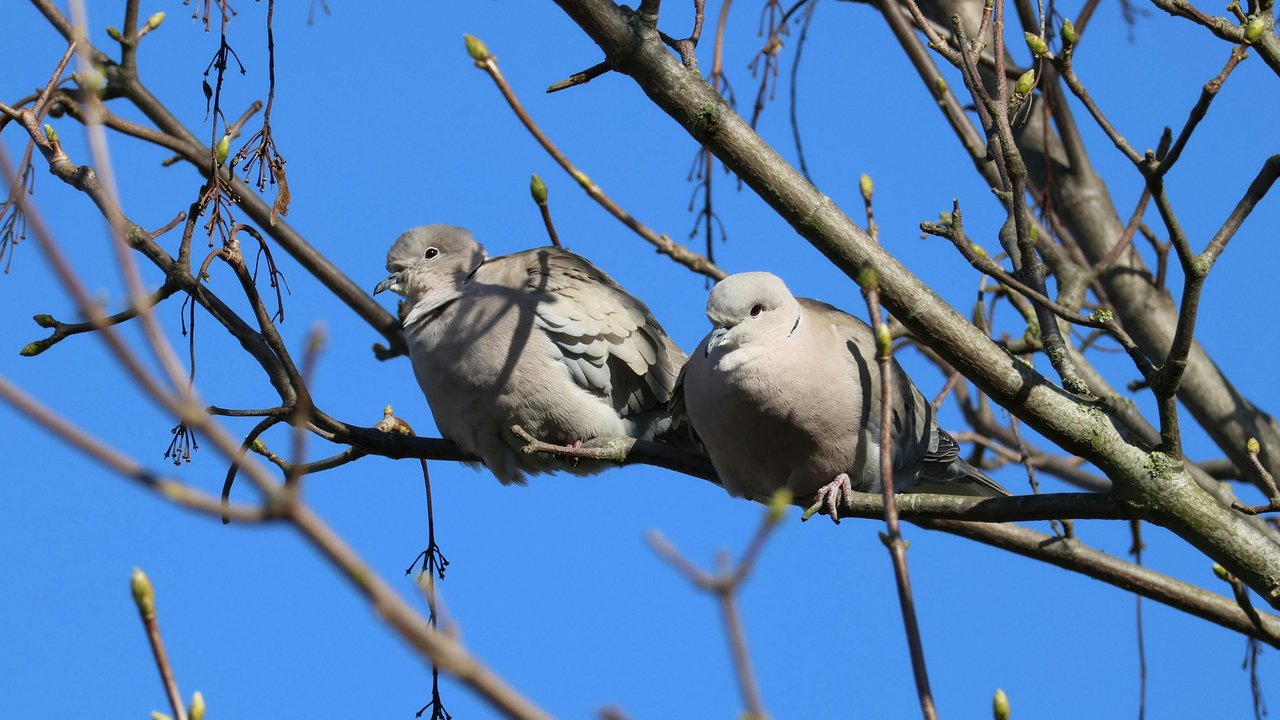 Tauben fühlen sich in großer Höhe sicher genug für ein Nickerchen.