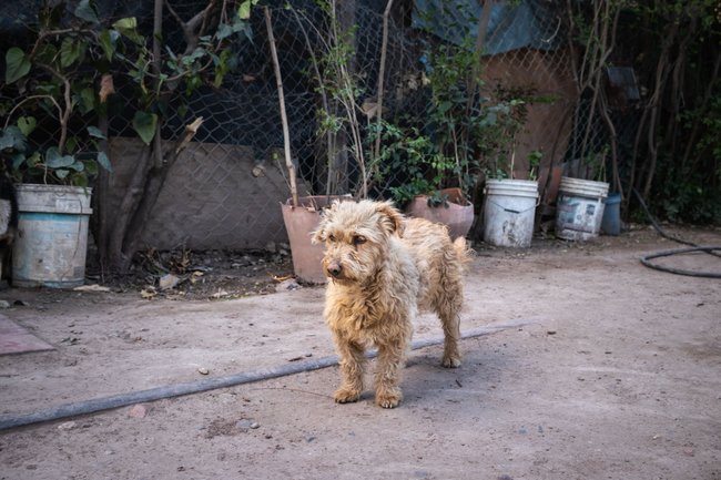 Das niedliche Äußere des Hölländischen Smoushonds täuscht nicht über seinen lebhaften Charakter hinweg. Das niedliche Äußere des Hölländischen Smoushonds täuscht nicht über seinen lebhaften Charakter hinweg.