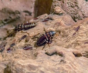 Kakerlake und Bernsteinschabe: So verwechselst du sie nicht