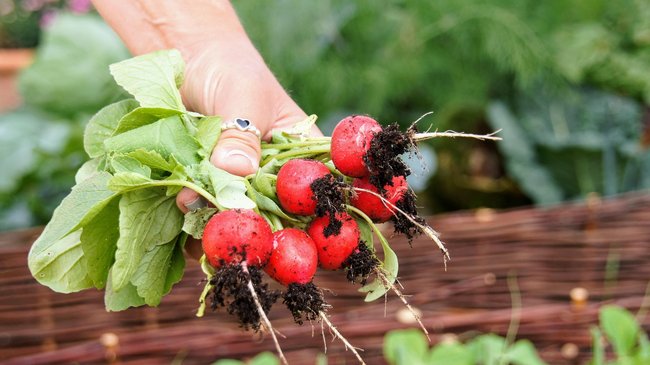 Frische Radieschen aus der Erde Frische Radieschen aus der Erde