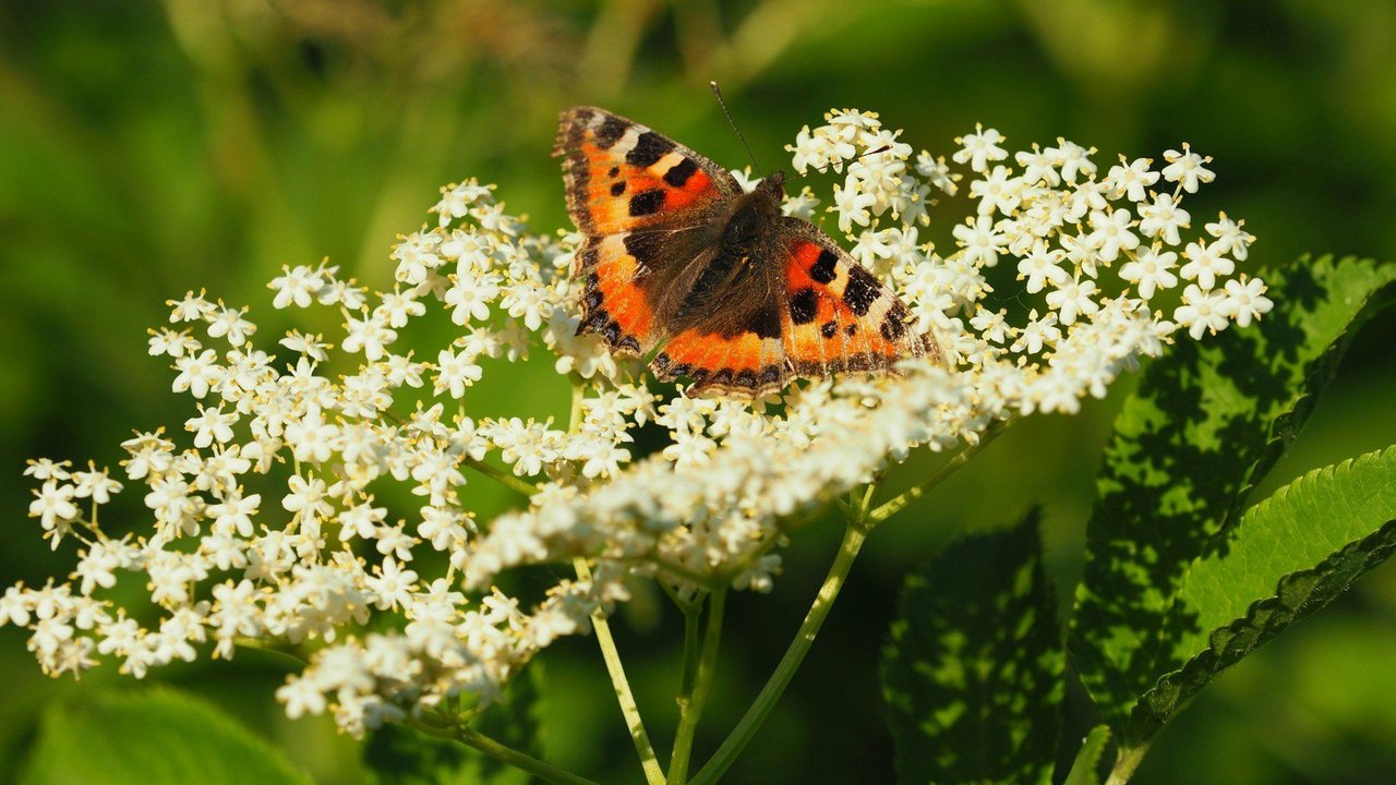 Holunderblüten verströmen einen interessanten, aber angenehmen Duft. Holunderblüten verströmen einen interessanten, aber angenehmen Duft.