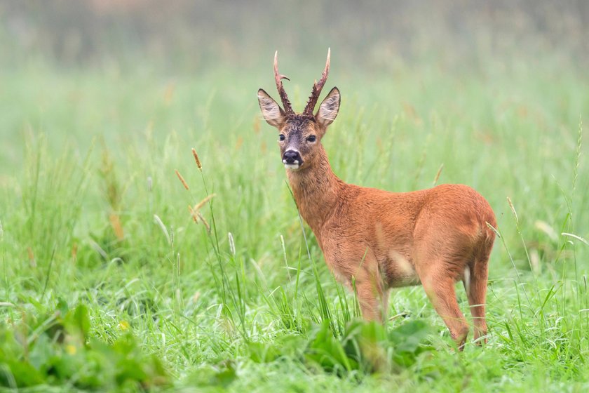 Europäischer Rehbock