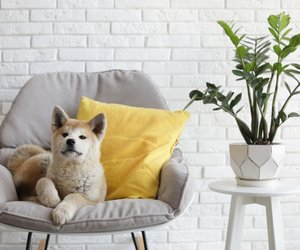 Vier Hunderassen, die am loyalsten sind