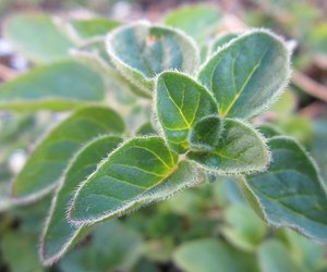 Oregano Majoran: Diese Unterschiede kannst du sehen und schmecken