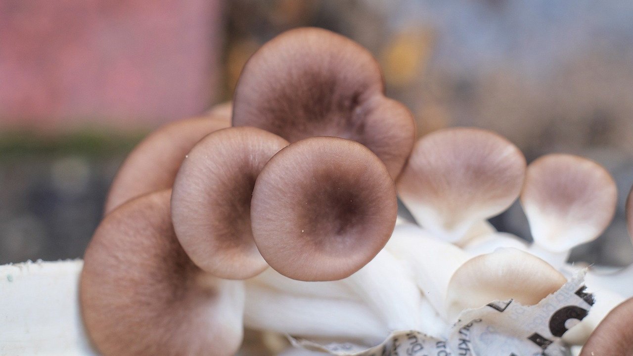 Frische Austernpilze dürfen probiert werden. 