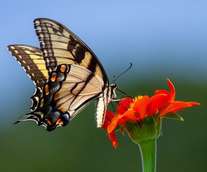 Was fressen Schmetterlinge und was machen sie im Winter?