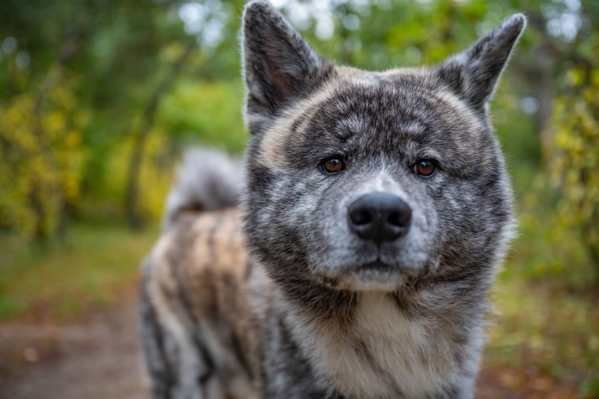 Akita Inu