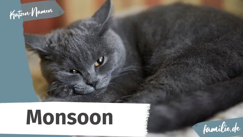 Namen für graue Katzen: Monsoon